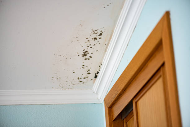 Trusted Chesterfield, SC Mold Remediation Experts