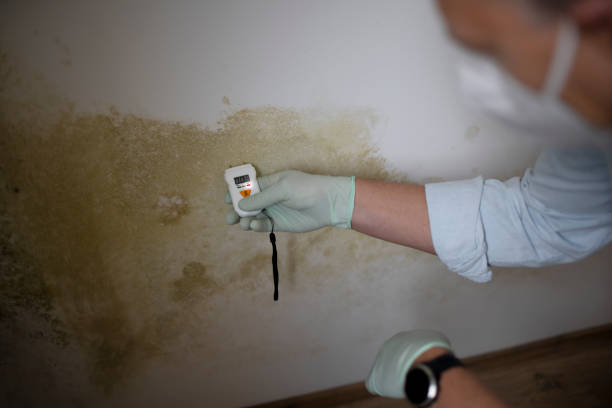 Best White Mold Remediation in Chesterfield, SC